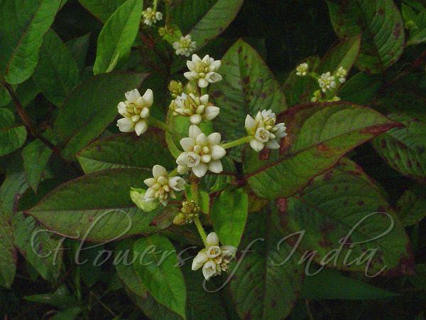 Chinese Knotweed